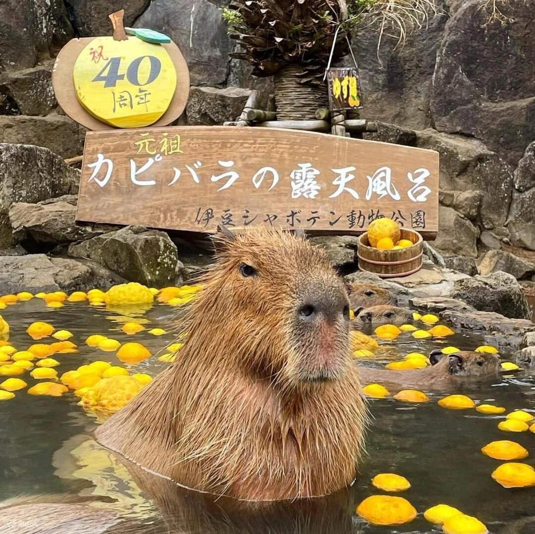 Futo 伊豆高原 温泉付別荘 Isana Mountain Villa מראה חיצוני תמונה